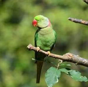 Chocoyero resting in the trees. 